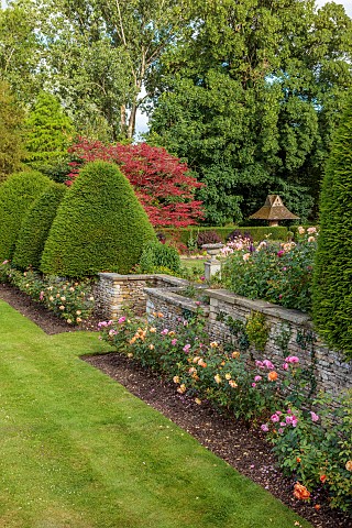 THE_SUMMERHOUSE_OXFORDSHIRE_COTSWOLDS_JULY_SUMMER_FORMAL_ROSE_GARDEN_LAWNS_WALLS_ROSES_GERTRUDE_JEKY