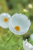 HIGHLANDS, SUSSEX: WHITE, YELLOW FLOWERS OF COSMOS BIPINNATUS CUPCAKES, ANNUALS