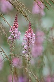 HIGHLANDS, SUSSEX: PALE PINK FLOWERS, BLOOMS OF LINARIA PURPUREA CANON WENT, PERENNIALS, SUMMER, BLOOMING, FLOWERING