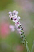 HIGHLANDS, SUSSEX: PALE PINK, CREAM FLOWERS OF CYNOGLOSSUM AMABILE MYSTERY ROSE, HARDY ANNUALS, BLOOMS, SUMMER, CHINESE FORGET ME NOT