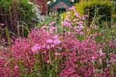 HIGHLANDS, EAST SUSSEX: BORDERS, PINK FLOWERS OF DIASCIA PERSONATA, LAVATERA TRIMESTRIS SILVER CUP, SUMMER, BLOOMS, BLOOMING