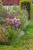 HIGHLANDS, EAST SUSSEX: BORDERS, PINK FLOWERS OF LAVATERA TRIMESTRIS SILVER CUP, LIATRIS SPICATA, ECHINACEA PALLIDA HULA DANCER, SUMMER, BLOOMS, BLOOMING