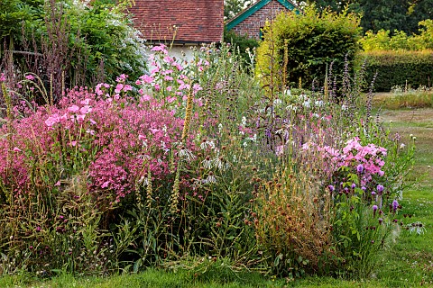HIGHLANDS_EAST_SUSSEX_BORDERS_PINK_FLOWERS_OF_DIASCIA_PERSONATA_LAVATERA_TRIMESTRIS_SILVER_CUP_ECHIN