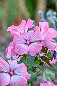 HIGHLANDS, SUSSEX: PINK FLOWERS OF LAVATERA TRIMESTRIS SILVER CUP, MALLOW, SHRUBS, BLOOMS