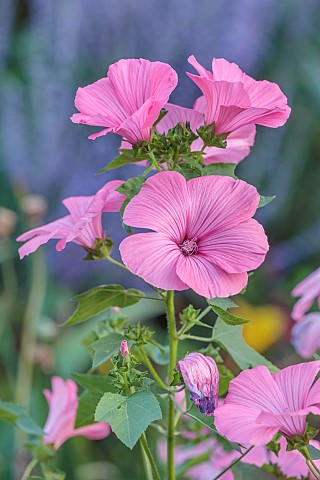 HIGHLANDS_SUSSEX_PINK_FLOWERS_OF_LAVATERA_TRIMESTRIS_SILVER_CUP_MALLOW_SHRUBS_BLOOMS