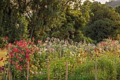 BROWN FLOWERS, OXFORDSHIRE: THE CUTTING GARDEN IN SUMMER, BORROWED LANDSCAPE, FLOWERS, BLOOMS