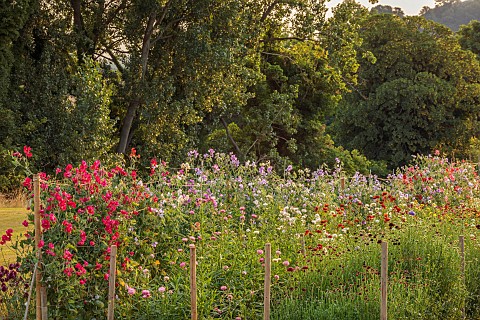 BROWN_FLOWERS_OXFORDSHIRE_THE_CUTTING_GARDEN_IN_SUMMER_BORROWED_LANDSCAPE_FLOWERS_BLOOMS