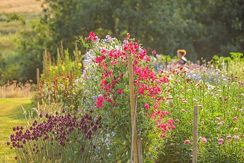 BROWN_FLOWERS_OXFORDSHIRE_ANNA_IN_HER_CUTTING_GARDEN_IN_SUMMER_BORROWED_LANDSCAPE_FLOWERS_BLOOMS_SWE