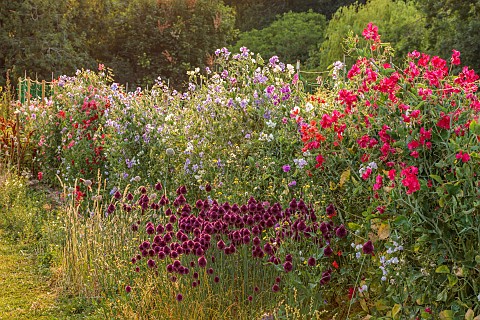 BROWN_FLOWERS_OXFORDSHIRE_THE_CUTTING_GARDEN_IN_SUMMER_FLOWERS_BLOOMS_SWEET_PEAS_ALLIUMS