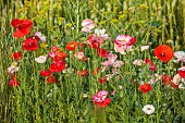 BROWN FLOWERS, OXFORDSHIRE: RED AND WHITE FLOWERS OF ANNUALS, POPPIES, POPPY, PAPAVER RHOEAS, SHIRLEY, BLOOMS