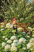 BROWN FLOWERS, OXFORDSHIRE: ANNA BROWN AMONGST HYDRANGEA ANNABELLE, SHRUBS
