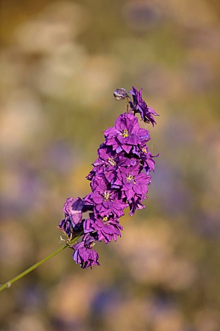 BROWN_FLOWERS_OXFORDSHIRE_PURPLE_BLUE_FLOWERS_OF_DELPHINIUM_CONSOLIDA_GREAT_HYACINTH_FLOWERED_BLOOMS
