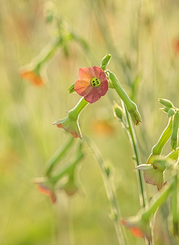 BROWN_FLOWERS_OXFORDSHIRE_ORANGE_BROWN_FLOWERS_OF_NICOTIANA_F1_TINKERBELL_TOBACCO_PLANT_BLOOMS_ANNUA