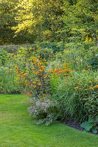 STOCKCROSS_HOUSE_BERKSHIRE_BORDER_LAWN_SUMMER_HELENIUM_AUTUMNALE_HELIOPSIS_BURNING_HEARTS_FENNEL_LIL