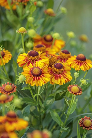 STOCKCROSS_HOUSE_BERKSHIRE_YELLOW_RED_ORANGE_FLOWERS_OF_HELENIUM_AUTUMNALE_GROWN_FROM_SEED_PERENNIAL