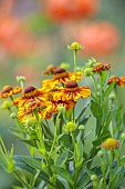 STOCKCROSS HOUSE, BERKSHIRE: YELLOW, RED, ORANGE FLOWERS OF HELENIUM AUTUMNALE GROWN FROM SEED, PERENNIALS