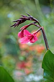 STOCKCROSS HOUSE, BERKSHIRE: PINK FLOWERS, BLOOMS OF CANNA IRIDIFLORA, TROPICAL, FOLIAGE