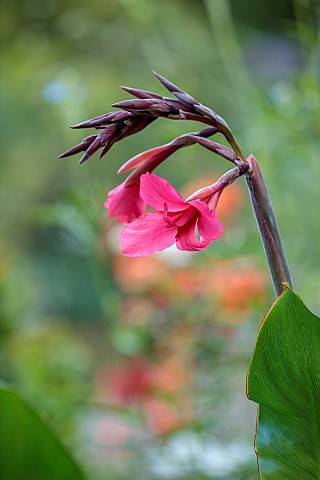STOCKCROSS_HOUSE_BERKSHIRE_PINK_FLOWERS_BLOOMS_OF_CANNA_IRIDIFLORA_TROPICAL_FOLIAGE