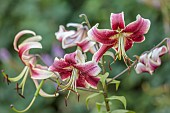 STOCKCROSS HOUSE, BERKSHIRE: PINK, WHITE, CREAM FLOWERS, BLOOMS OF LILY, LILIUM STARGAZER, LILIES