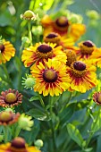 STOCKCROSS HOUSE, BERKSHIRE: YELLOW, RED, ORANGE FLOWERS OF HELENIUM AUTUMNALE GROWN FROM SEED, PERENNIALS