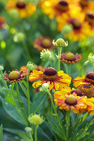 STOCKCROSS_HOUSE_BERKSHIRE_YELLOW_RED_ORANGE_FLOWERS_OF_HELENIUM_AUTUMNALE_GROWN_FROM_SEED_PERENNIAL