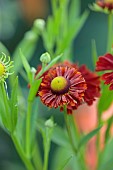 STOCKCROSS HOUSE, BERKSHIRE: RED, ORANGE FLOWERS OF HELENIUM AUTUMNALE RED SHADES, PERENNIALS