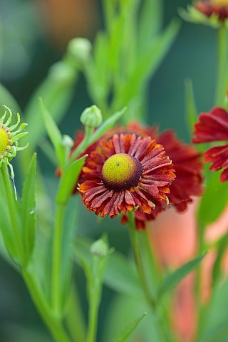STOCKCROSS_HOUSE_BERKSHIRE_RED_ORANGE_FLOWERS_OF_HELENIUM_AUTUMNALE_RED_SHADES_PERENNIALS