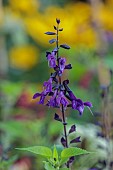 STOCKCROSS HOUSE, BERKSHIRE: BLUE, PURPLE FLOWERS, BLOOMS OF FRAGRANT, SCENTED, SAGE, SALVIA AMISTAD, PERENNIALS