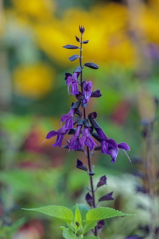 STOCKCROSS_HOUSE_BERKSHIRE_BLUE_PURPLE_FLOWERS_BLOOMS_OF_FRAGRANT_SCENTED_SAGE_SALVIA_AMISTAD_PERENN