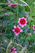 STOCKCROSS HOUSE, BERKSHIRE: PINK FLOWERS, BLOOMS OF DAHLIA WISHES N DREAMS, PERENNIALS