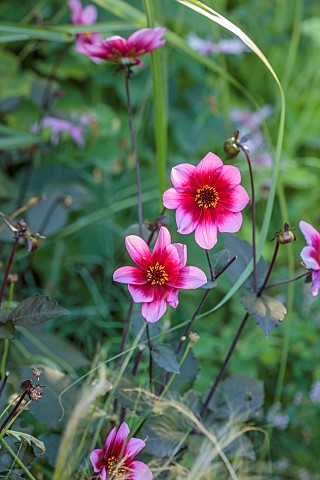 STOCKCROSS_HOUSE_BERKSHIRE_PINK_FLOWERS_BLOOMS_OF_DAHLIA_WISHES_N_DREAMS_PERENNIALS