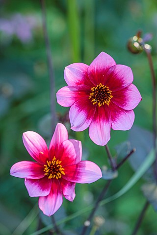 STOCKCROSS_HOUSE_BERKSHIRE_PINK_FLOWERS_BLOOMS_OF_DAHLIA_WISHES_N_DREAMS_PERENNIALS