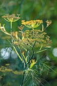 STOCKCROSS HOUSE, BERKSHIRE: YELLOW FLOWERS OF FENNEL, FOENICULUM VULGARE, FRAGRANT, SCENTED