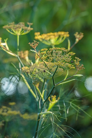 STOCKCROSS_HOUSE_BERKSHIRE_YELLOW_FLOWERS_OF_FENNEL_FOENICULUM_VULGARE_FRAGRANT_SCENTED