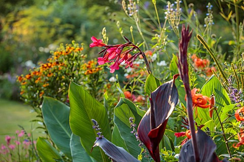 STOCKCROSS_HOUSE_BERKSHIRE_BORDER_PINK_FLOWERS_BLOOMS_OF_CANNA_IRIDIFLORA_TROPICAL_FOLIAGE
