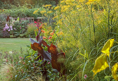 STOCKCROSS_HOUSE_BERKSHIRE_BORDERS_PINK_FLOWERS_BLOOMS_OF_CANNA_IRIDIFLORA_YELLOW_FLOWERS_OF_FENNEL_