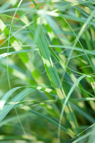 STOCKCROSS_HOUSE_BERKSHIRE_GREEN_YELLOW_STRIPED_FOLIAGE__LEAVES_OF_MISCANTHUS_SINENSIS_LITTLE_ZEBRA_
