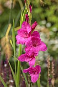 STOCKCROSS HOUSE, BERKSHIRE: PINK FLOWERS, BLOOMS OF GLADIOLUS LENNON, SWORD LILY, SUMMER, BULBS