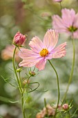 STOCKCROSS HOUSE, BERKSHIRE: PALE PINK, SALMON, APRICOT FLOWERS, BLOOMS OF COSMOS BIPINNATUS APRICOTTA, ANNUALS