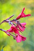 STOCKCROSS HOUSE, BERKSHIRE: PINK FLOWERS, BLOOMS OF CANNA IRIDIFLORA, TROPICAL, FOLIAGE