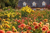 BROWN FLOWERS, OXFORDSHIRE: DAHLIAS GROWING IN ROWS, BULBS, CUT FLOWERS, CUTTING GARDEN