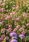 BROWN FLOWERS, OXFORDSHIRE: PINK FLOWERS OF SCABIOSA ATROPURPUREA SALMON QUEEN, ANNUALS, AUGUST, BLOOMS, CUTTING, GARDEN