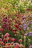BROWN FLOWERS, OXFORDSHIRE: PINK FLOWERS OF SCABIOSA ATROPURPUREA MERLOT RED, SCABIOSA OXFORD BLUE, ANNUALS, AUGUST, BLOOMS, CUTTING, GARDEN