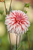 BROWN FLOWERS, OXFORDSHIRE: RED, WHITE, CREAM FLOWERS OF DAHLIA SANTA CLAUS US, BLOOMS, BLOOMING, FLOWERING, PERENNIALS