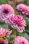BROWN FLOWERS, OXFORDSHIRE: PINK, RED, CREAM FLOWERS OF DAHLIA CREME DE CASSIS, BLOOMS, BLOOMING, FLOWERING, PERENNIALS