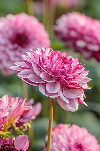 BROWN_FLOWERS_OXFORDSHIRE_PINK_RED_CREAM_FLOWERS_OF_DAHLIA_CREME_DE_CASSIS_BLOOMS_BLOOMING_FLOWERING