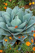 26 ROWDEN ROAD, SURREY: DESIGNER ROBERT STACEWICZ: SILVER, GREY LEAVES OF AGAVE OVATIFOLIA, DRY, GARDEN, CACTI, CACTUS, SUCCULENT