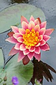 26 ROWDEN ROAD, SURREY: DESIGNER ROBERT STACEWICZ: PINK, YELLOW BLOOMS, FLOWERS OF WATERLILY, NYMPHAEA COLORADO, WATERLILIES, WATER LILY, AQUATIC