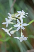 26 ROWDEN ROAD, SURREY: DESIGNER ROBERT STACEWICZ: WHITE FLOWERS OF TULBAGHIA SNOW WHITE, BULBS, BLOOMS