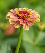FLOWER & FARMER: YELLOW, ORANGE FLOWERS OF ZINNIA QUEEN RED LIME, BLOOMS, BLOOMING, SEPTEMBER, SUMMER, ANNUALS